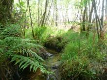 Aulnaie-Frênaie alluviale