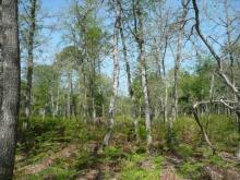 Chênaie acidiphile à mésophile à Chêne tauzin