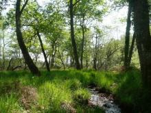 Chênaie mésohygrophile à Molinie bleue
