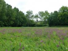 Mégaphorbiaie eutrophe