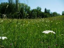 Prairie mésophile de fauche