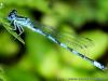 Agrion de Mercure