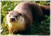 Loutre d'Europe